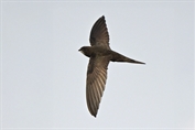 675 Common Swift