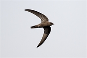 678 Pallid Swift