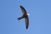 680 Pallid Swift