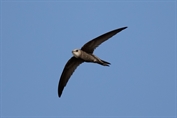 681 Pallid Swift
