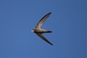 682 Pallid Swift