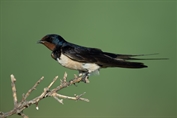 696 Eurasian Barn Swallow
