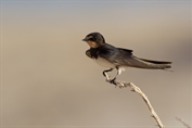 697 Eurasian Barn Swallow