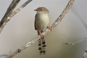 710 Graceful Prinia