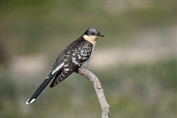 711 Great Spotted Cuckoo