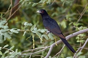 719 Asian Koel