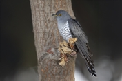 720 Common Cuckoo