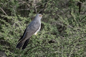 722 Common Cuckoo
