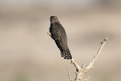 724 Common Cuckoo