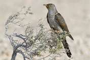 726 Common Cuckoo
