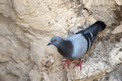 727 Feral Pigeon