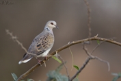 733 European Turtle Dove