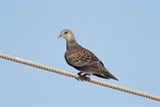 734 Rufous Turtle Dove