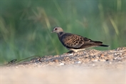 735 Rufous Turtle Dove