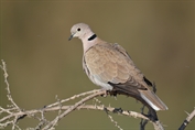 736 Eurasian Collared Dove