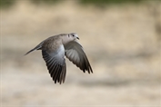 737 Eurasian Collared Dove