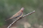738 Laughing Dove