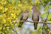 741 Laughing Dove