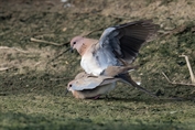 742 Laughing Dove