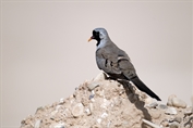 746 Namaqua Dove