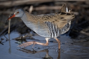 748 Western Water Rail