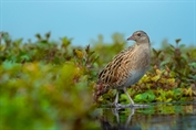 752 Corncrake