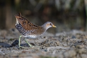753 Spotted Crake