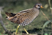 754 Spotted Crake