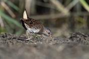 755 Spotted Crake