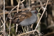 758 Little Crake
