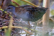 764 Eastern Baillon's Crake