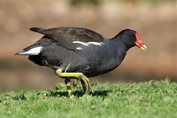 765 Common Moorhen