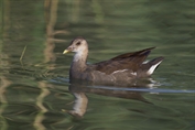 766 Common Moorhen