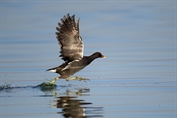 773 Common Moorhen