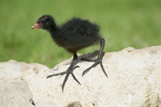 775 Common Moorhen
