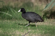 778 Eurasian Coot