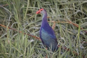 784 Grey-headed Swamphen