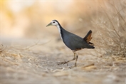786 White-breasted Waterhen
