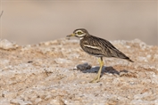 795 Eurasian Stone-curlew