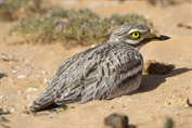 796 Eurasian Stone-curlew