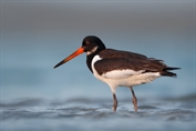 799 Eurasian Oystercatcher