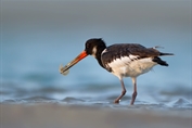 800 Eurasian Oystercatcher