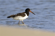 802 Eurasian Oystercatcher