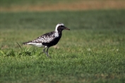 803 Black-bellied plover
