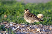 806 Eurasian Golden Plover