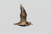 809 Eurasian Golden Plover