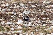 810 Eurasian Golden Plover