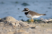 816 Common Ringed Plover