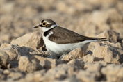 821 Little Ringed Plover