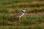 822 Little Ringed Plover